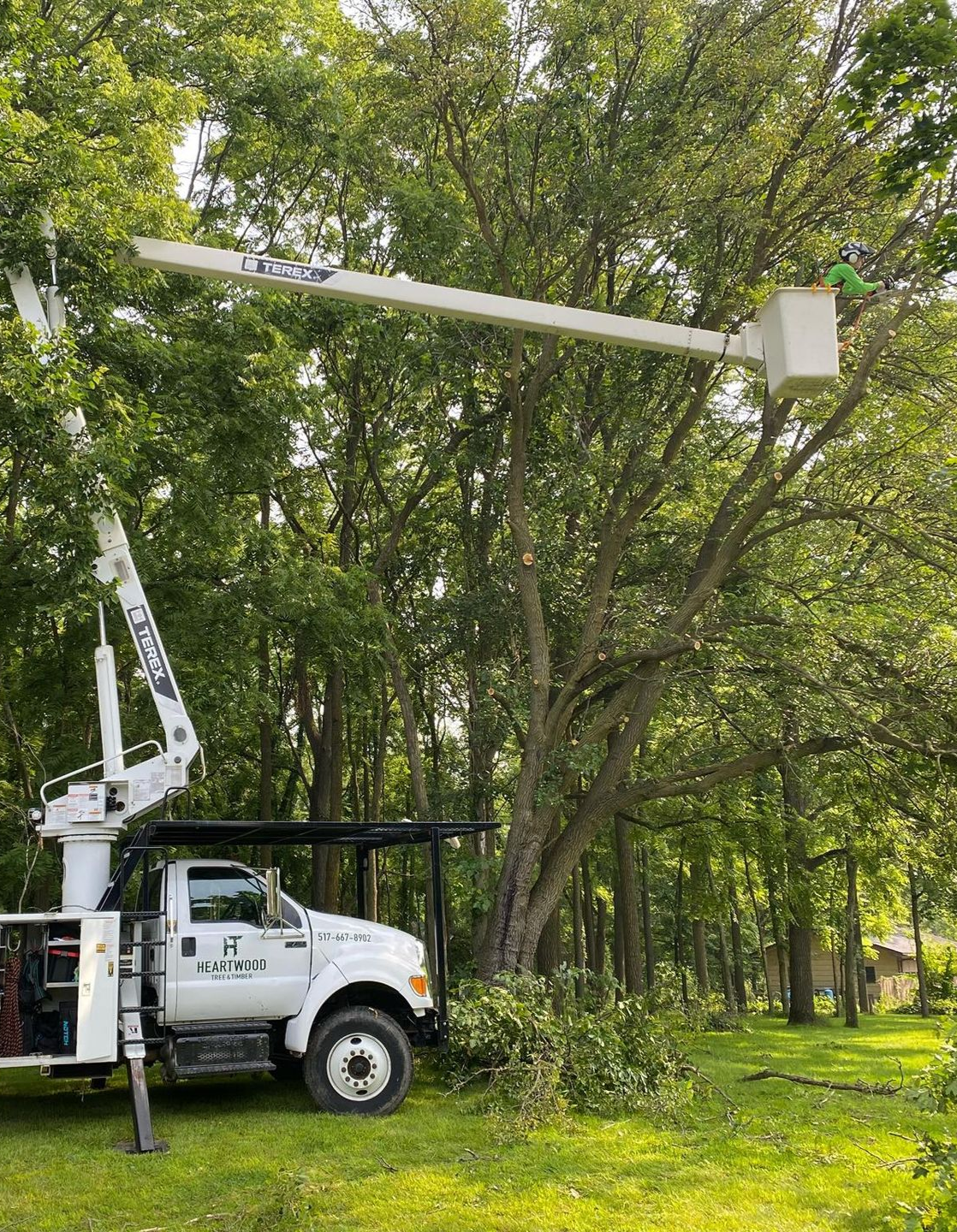 Heartwood Tree and Timber Image