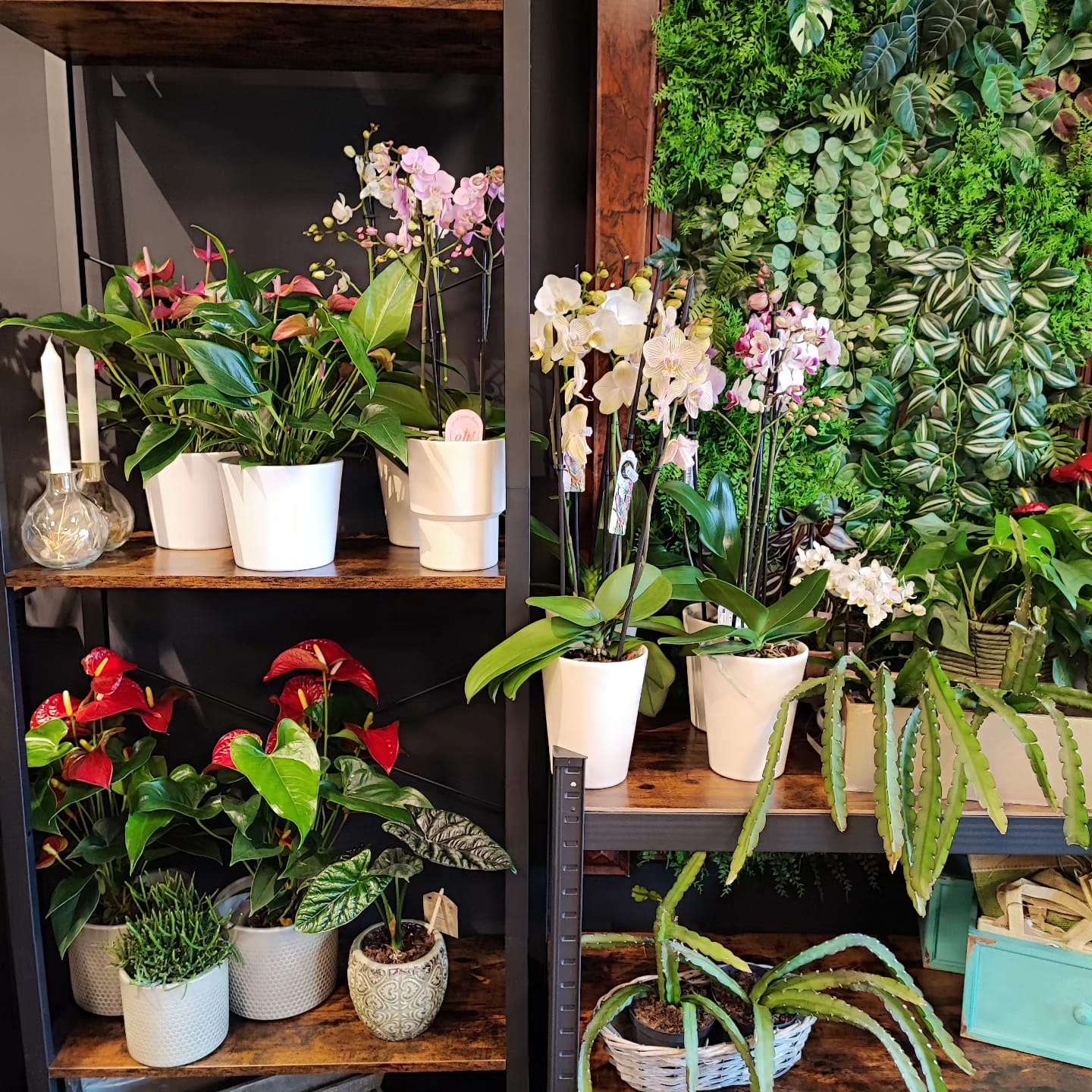 Bilder Blumengeschäft Blütenträume