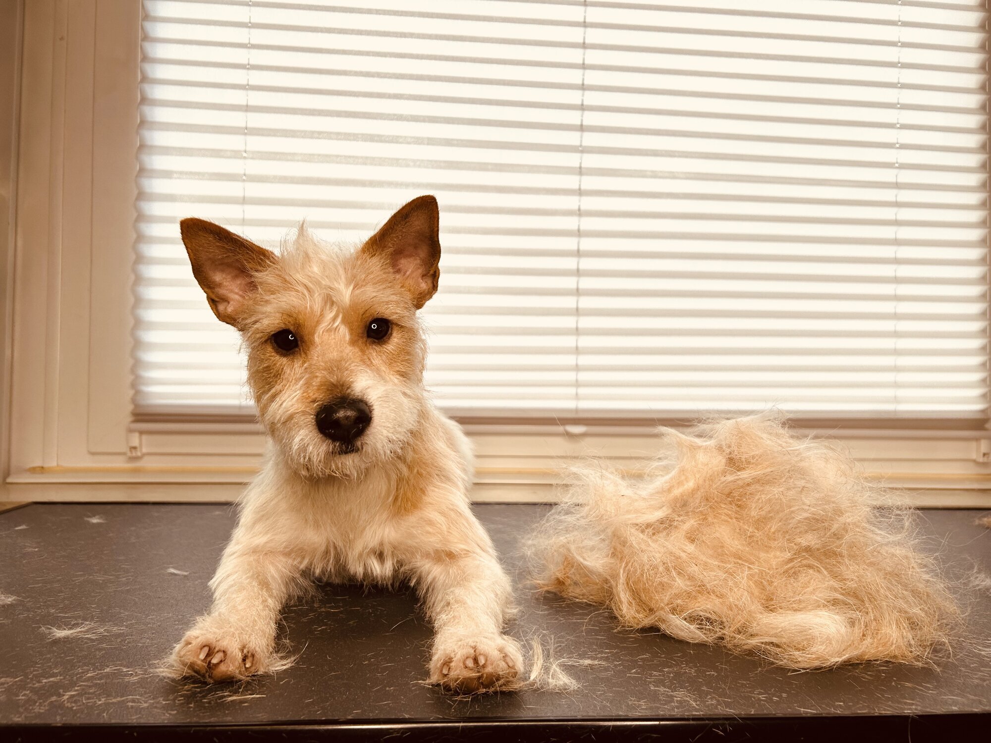 Artgerecht-dogspa, Gereonstraße 10 in Willich