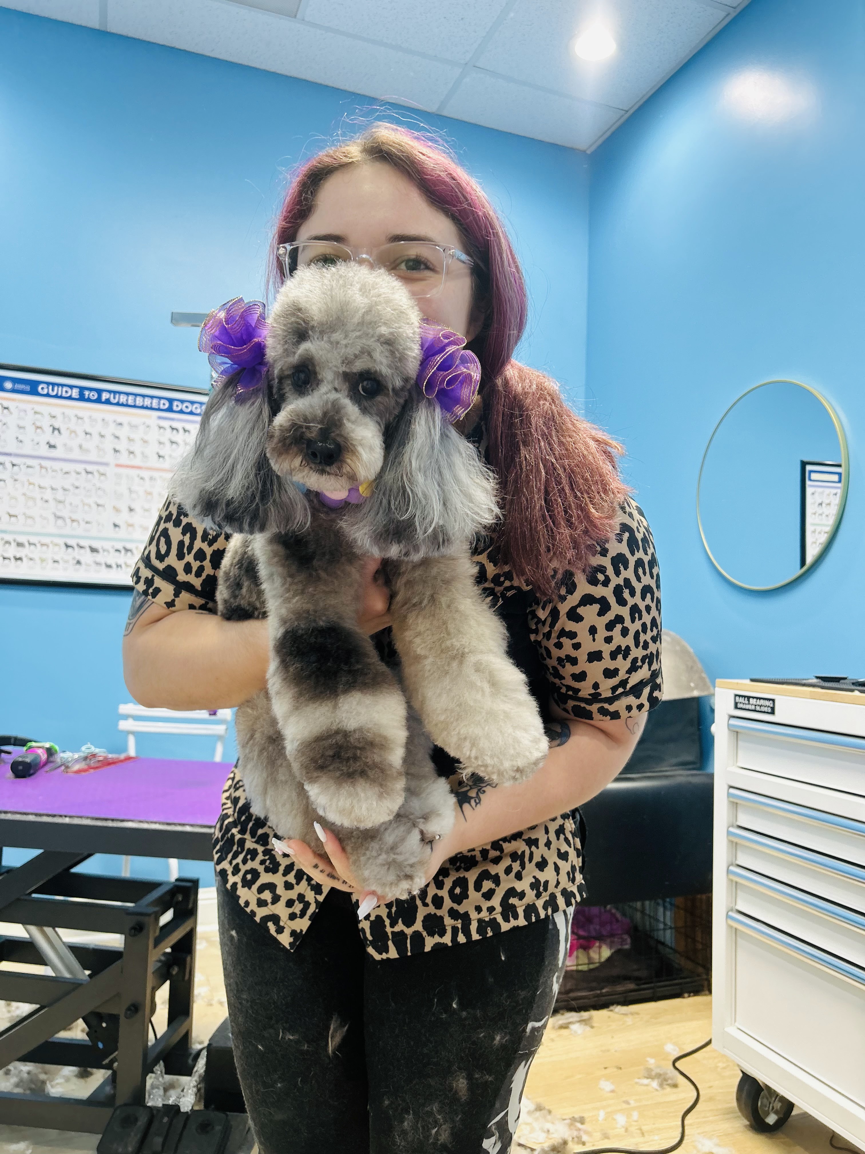 A woman with purple-dyed hair is holding a poodle with grey and white fur, who is wearing purple bows in its ears. The woman is wearing a leopard print shirt and the poodle has a striped pattern on its legs. The background is a bright blue wall with a round mirror and a white rolling cabinet with drawers. A grooming table with purple surface is visible on the left side of the image, with grooming tools on it. The floor is light wood and has some pet hair scattered on it. A chart with dog breeds is mounted on the wall behind the dog.