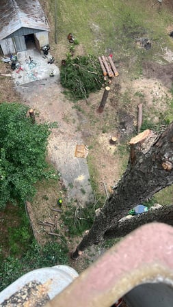 Images Magana Tree Service