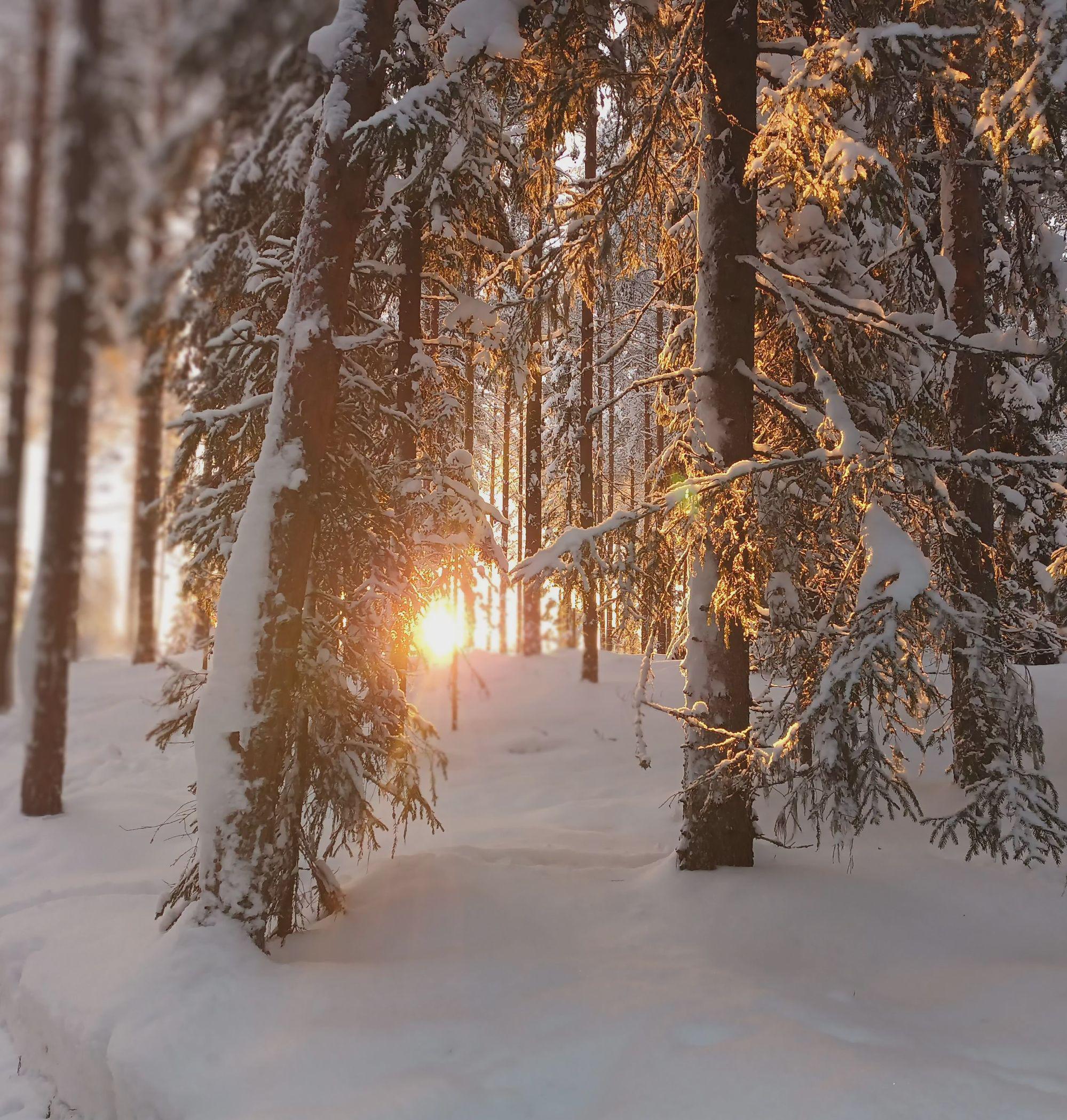 Images Taivallahden Tassut