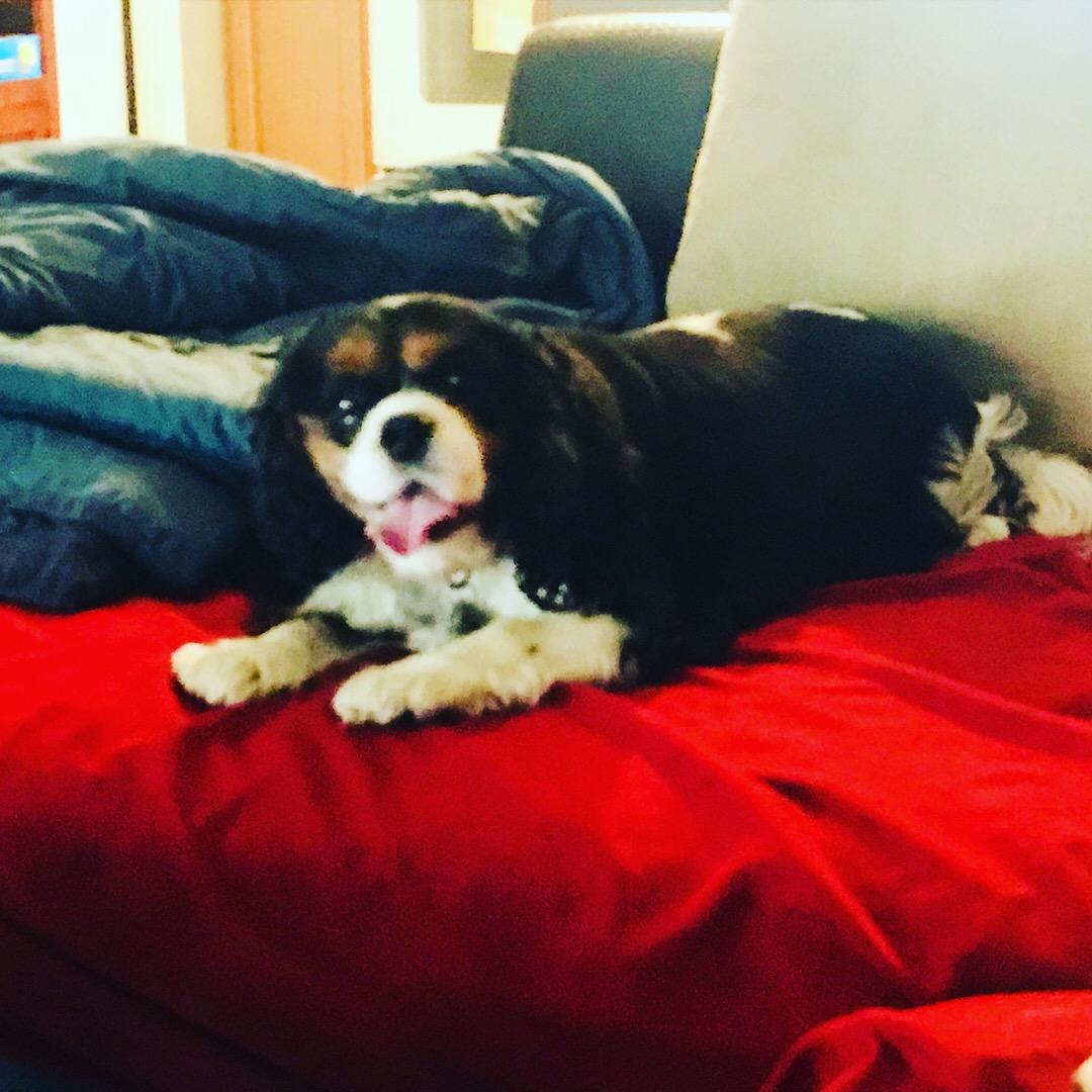 Dog Sitter