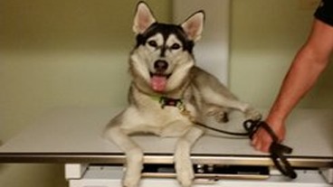 Images Karlskrona Djurklinik