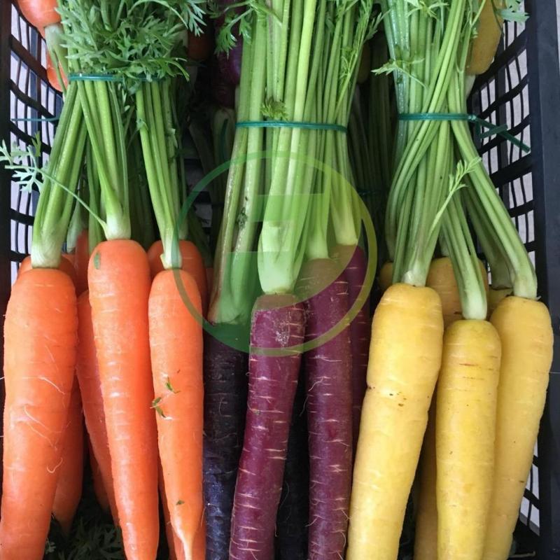 Images Patti Food Ingrosso Alimentare