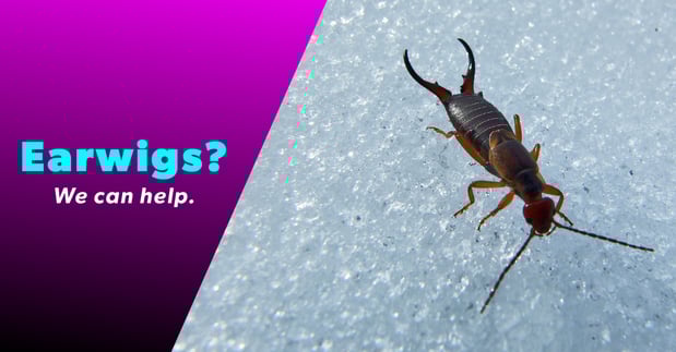 Images The Bug Master