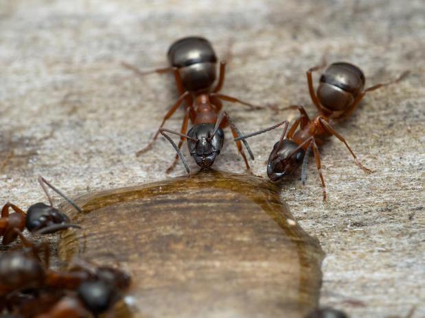 Images NJ Pest Control