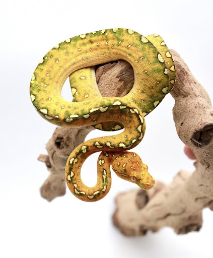 Images Cold Blooded Kingdom