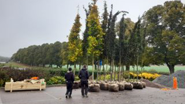 Images Aurora Trädvård AB