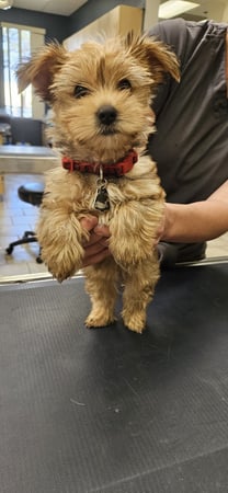 Images VCA Santa Margarita Animal Hospital