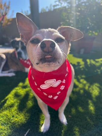 Images Aaron Kieselburg - State Farm Insurance Agent