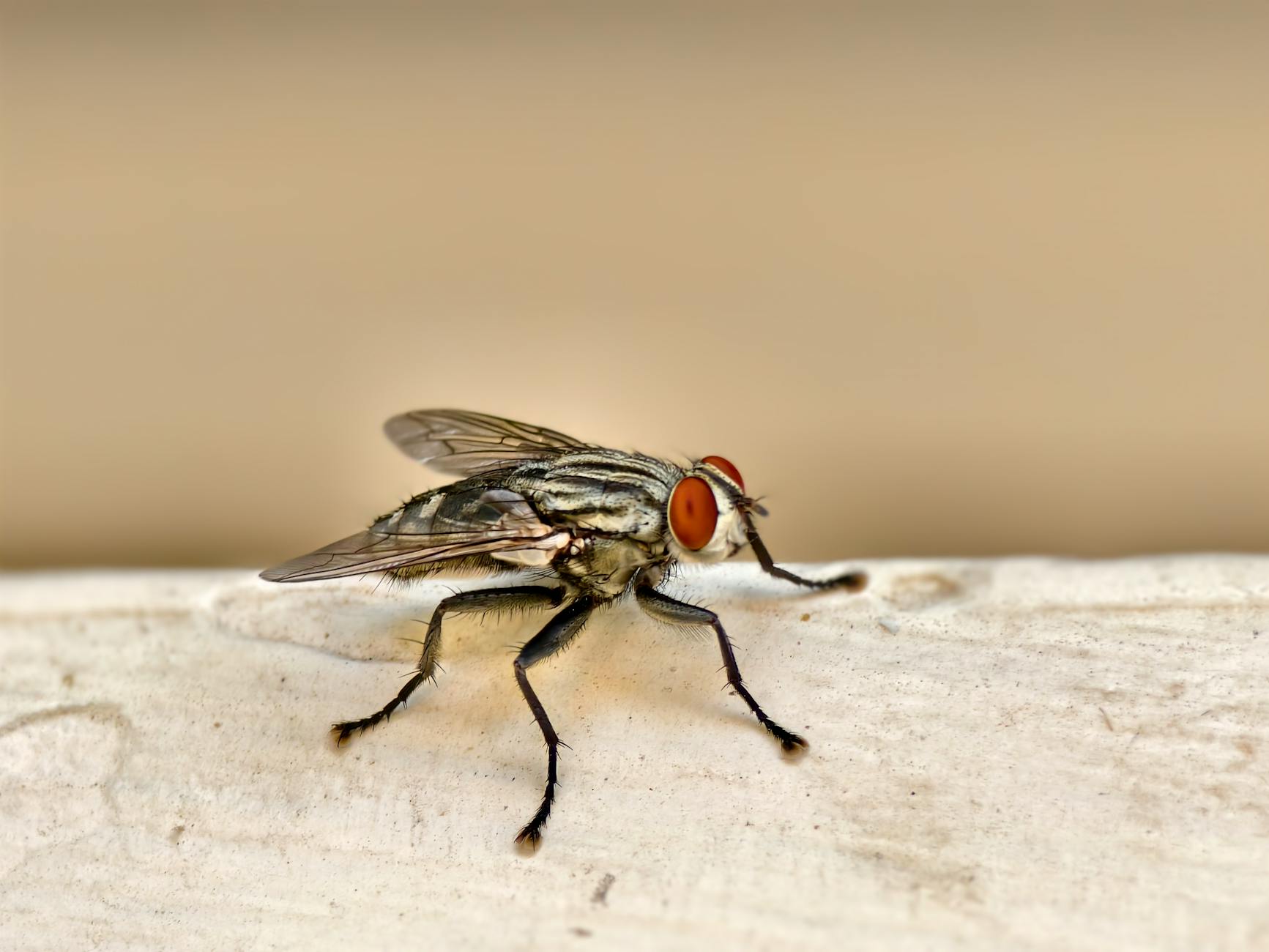 Green Pest Management