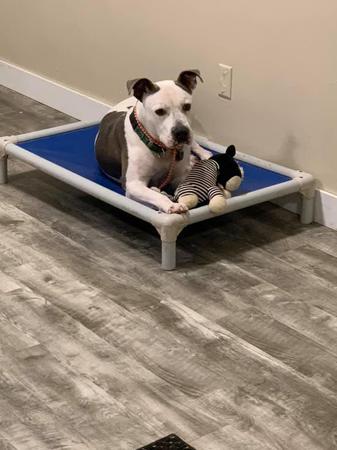 Images Elkhound Ranch Kennels