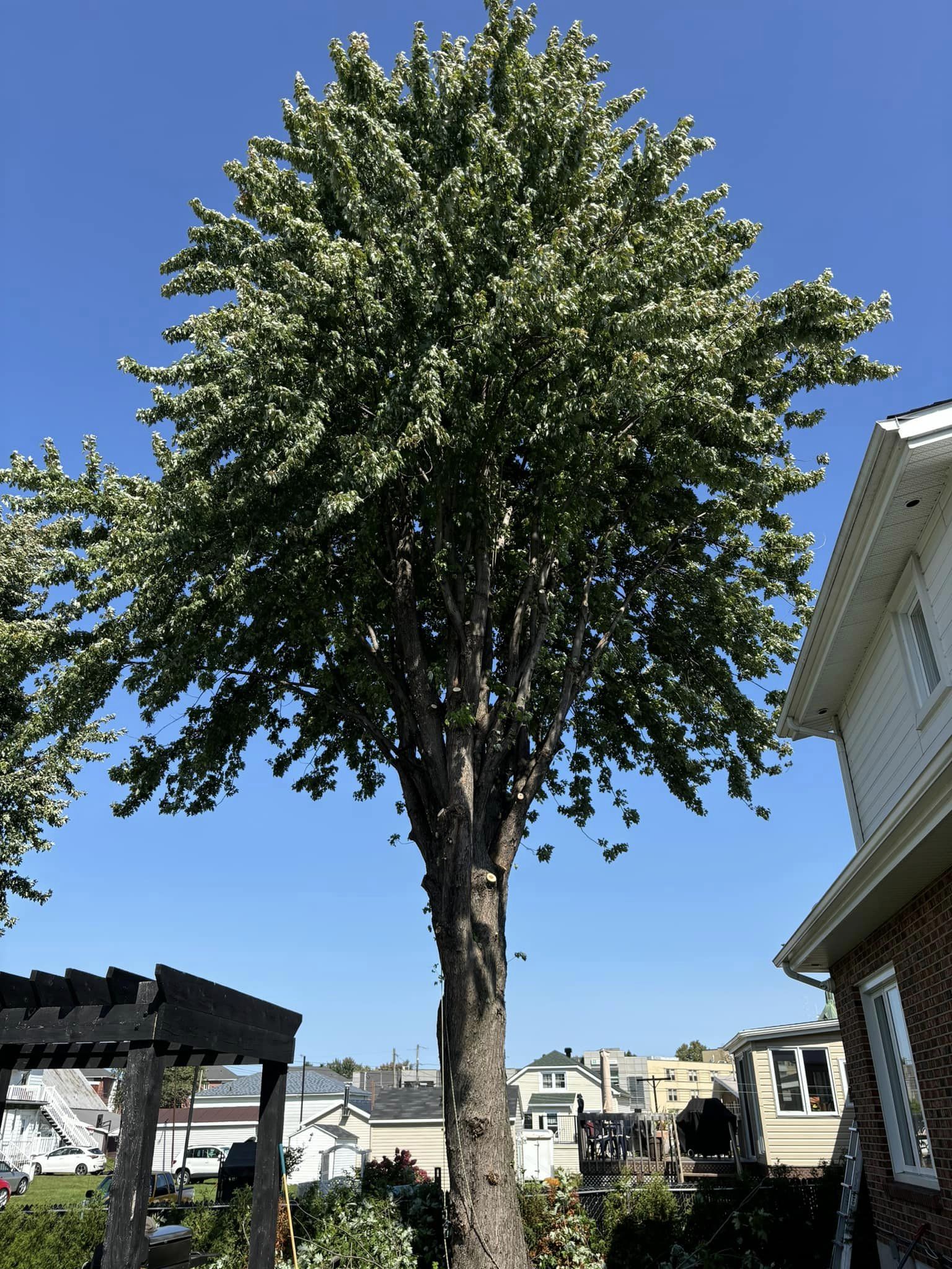 Images Arboriculture PH