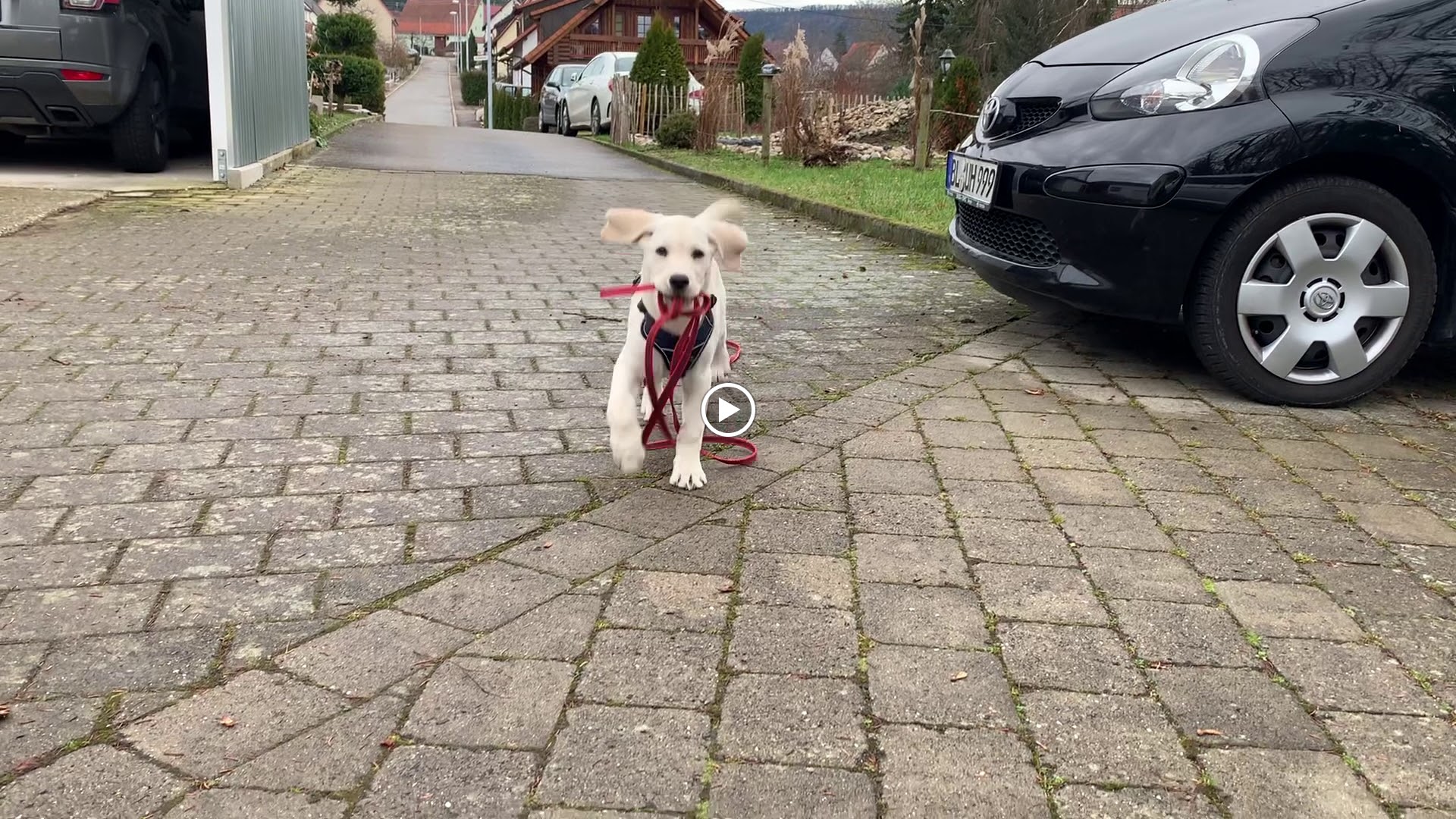 Der Dogscoach - mobile Hundeschule & Verhaltenstraining, Gammertinger Straße 30 in Hechingen