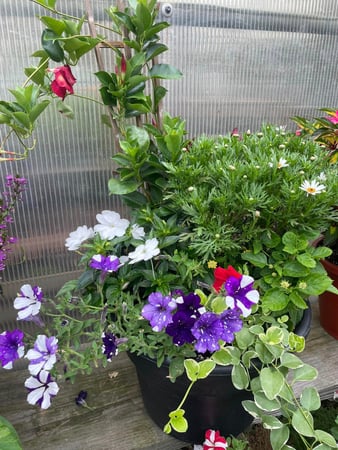 Images Mary's Greenhouse
