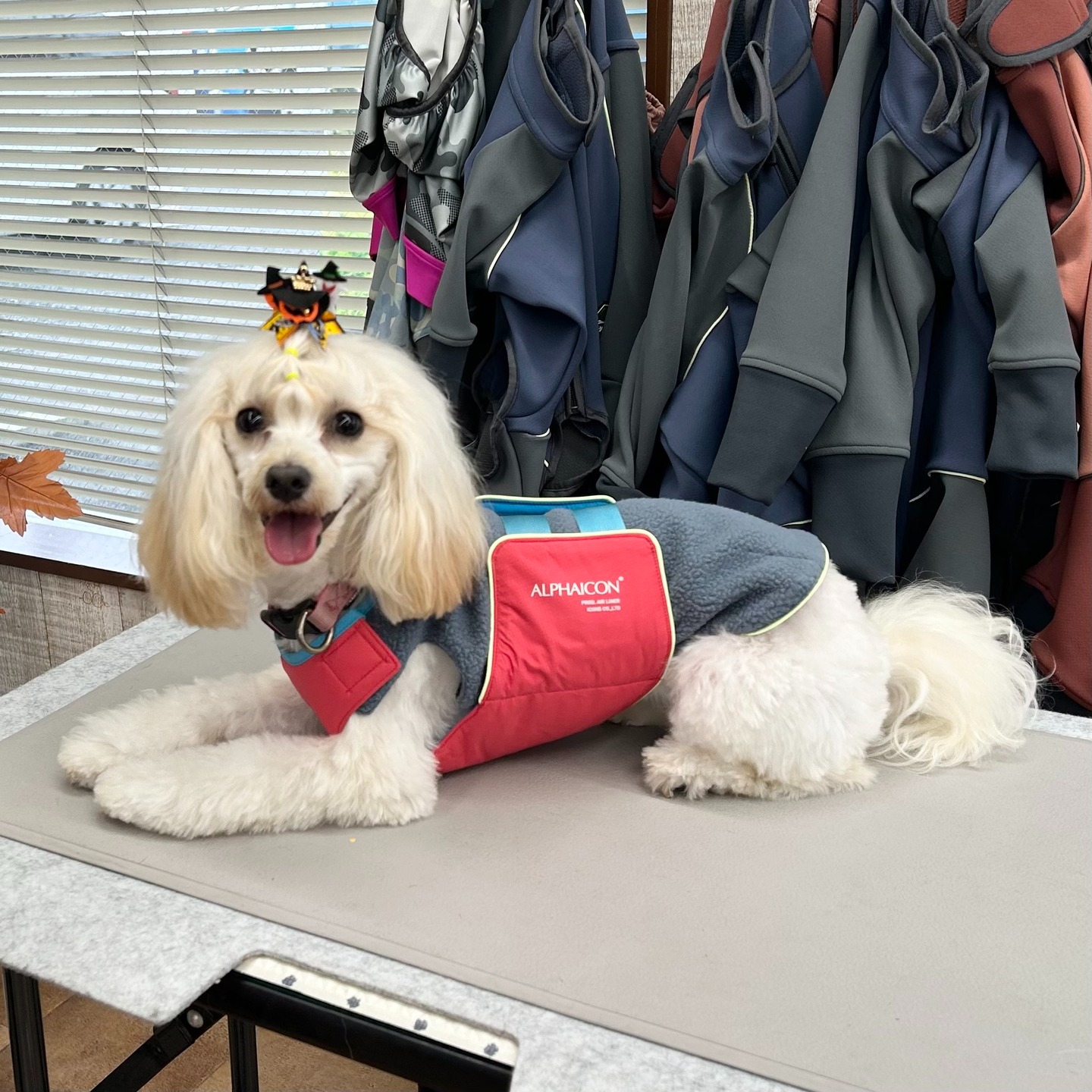 Images たまとポチ 宇津木店