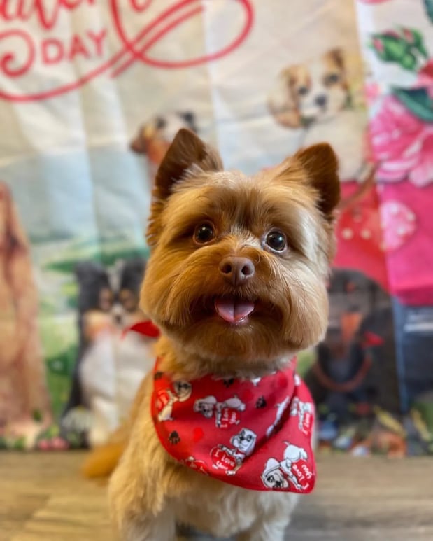 Images Pamper Your Pet II