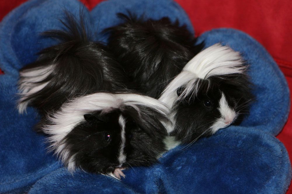 Bild 3 von Tierambulatorium Steinsee Mag. Judith Danzinger