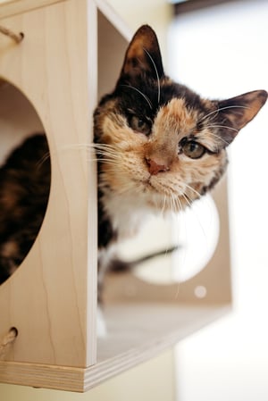 Images PetVet365 Pet Hospital Indianapolis / Eagle Creek