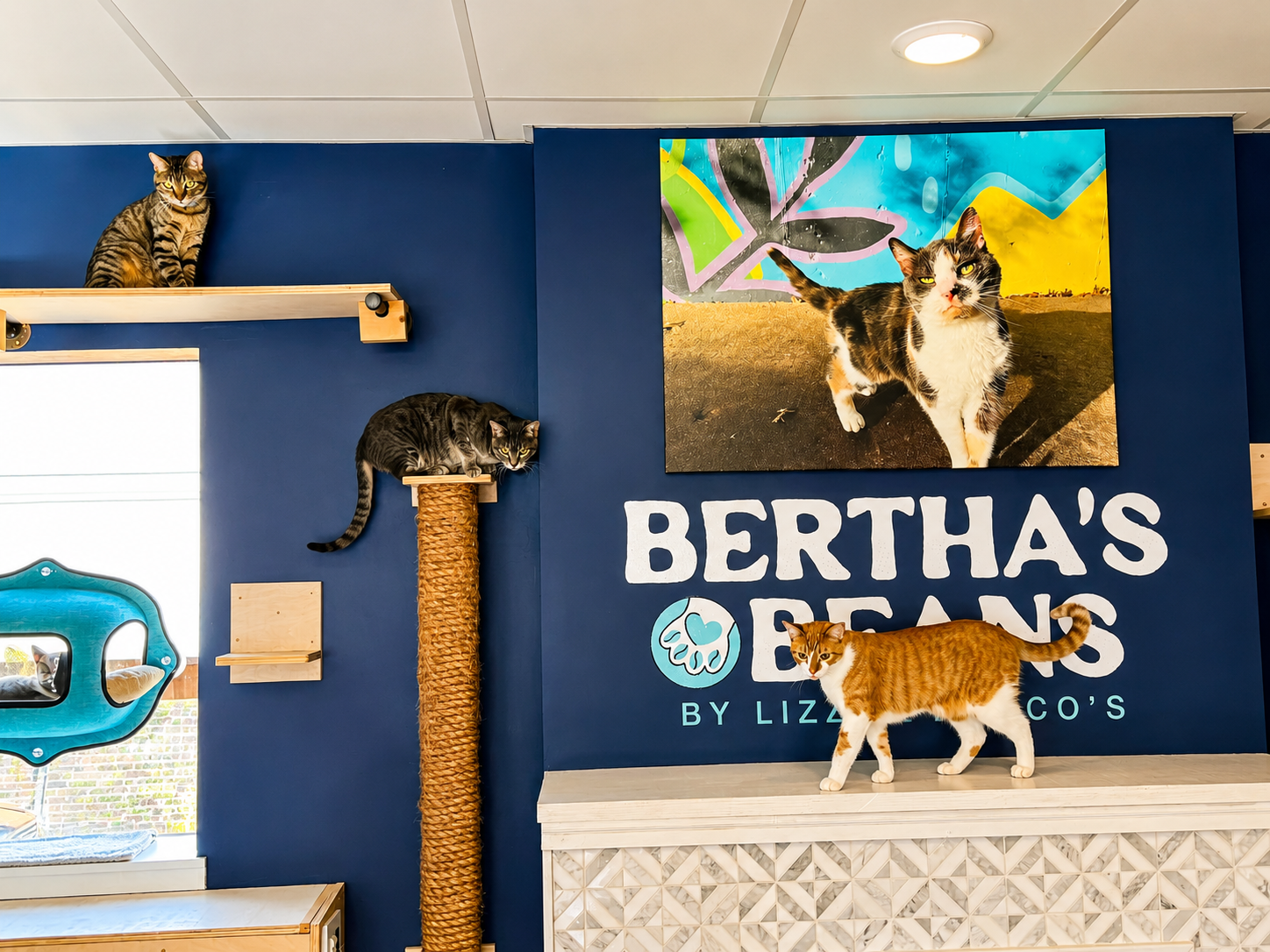 Meet the friendly resident cats at Bertha's Beans Cat Café! Explore a cozy indoor space with climbin 