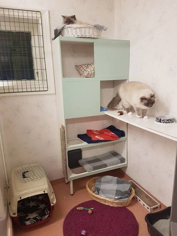 Images Norra Stockholm Katt&Hund