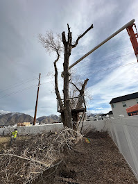 FILI Tree Expert & Landscaping LLC Image