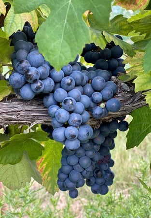 Images Robert Clay Vineyards Estate Winery & Tasting Room