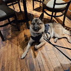 Images Pawsitive Dog Training by Juan Velarde