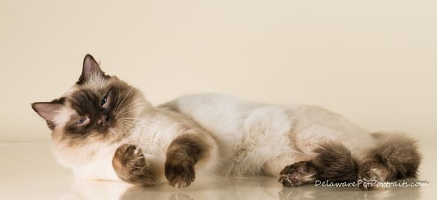 Images New York Ragdolls