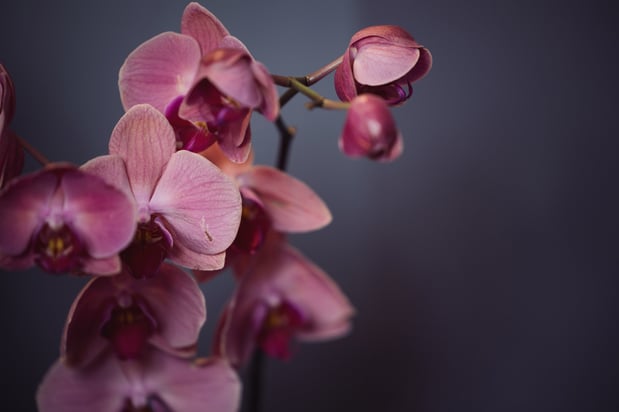 Images Danville Dental Aesthetics