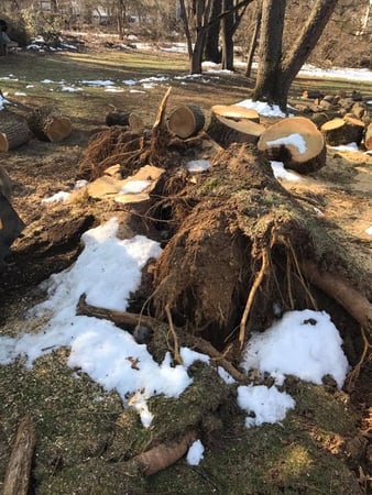Images Ace Gallagher Stump Grinding