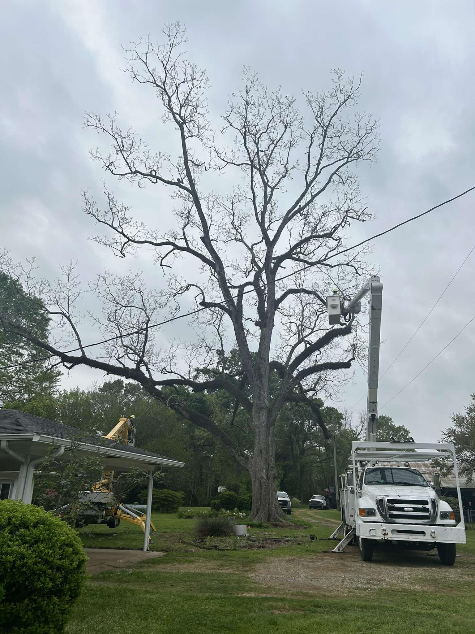 Bynog's Tree Services Image