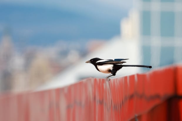 Images Victory Pest Solutions