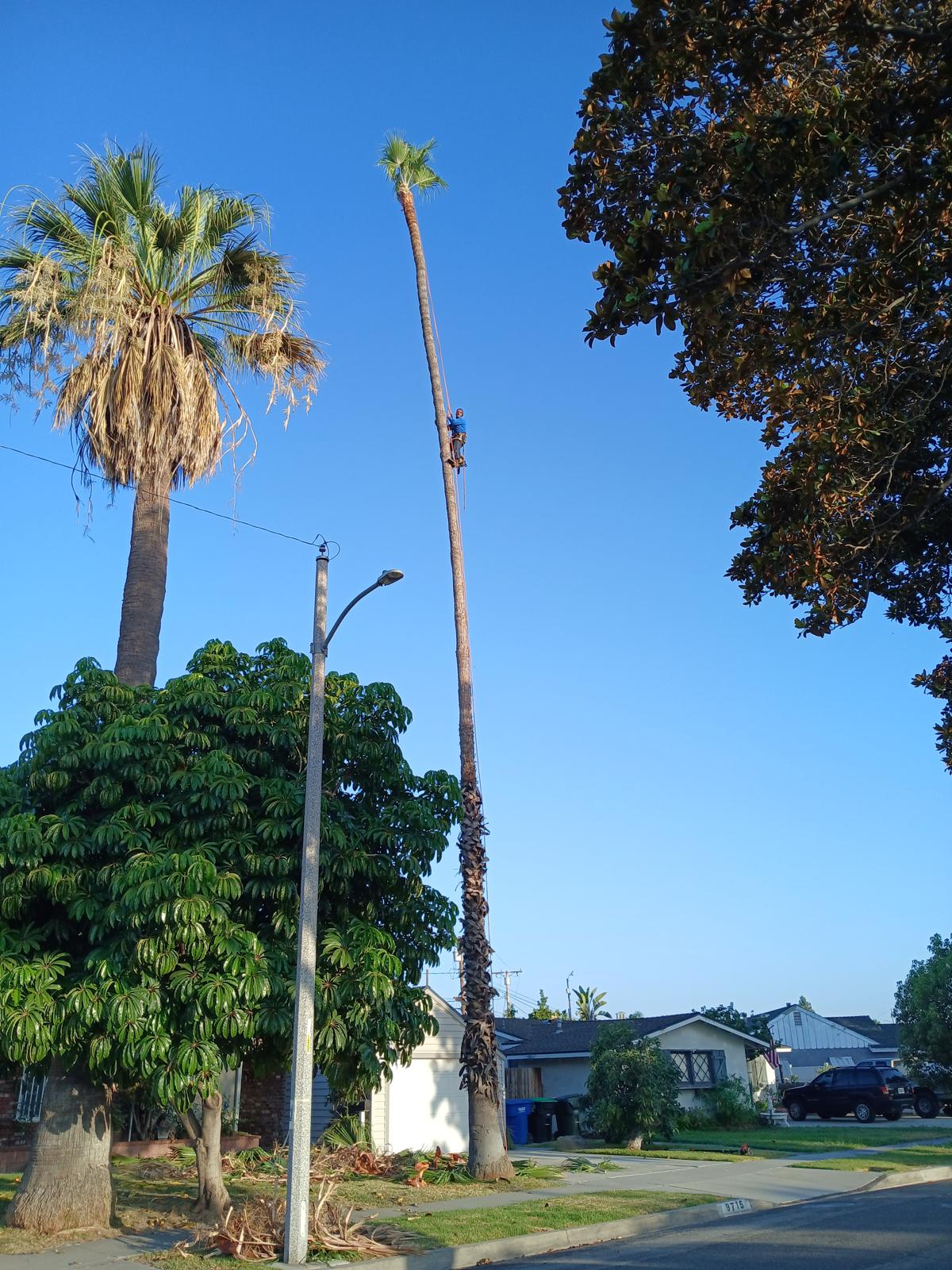 Daniel’s Tree Service Image