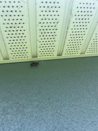 Images Organa Pest Control