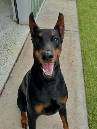 Images Our Dog House in Argyle LLC