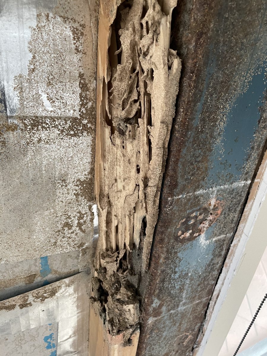 Images Assassin Pest Control