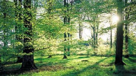 Images Kagerup Savværk A/S