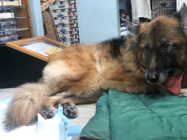 Images Melrose La Brea Animal Hospital