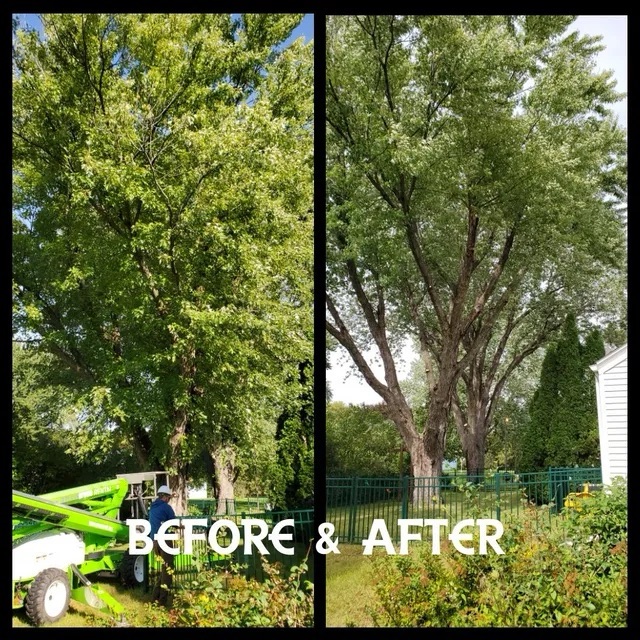 Images Texas Sun Tree Services