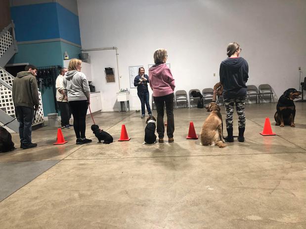 Images Paramount Dog Training