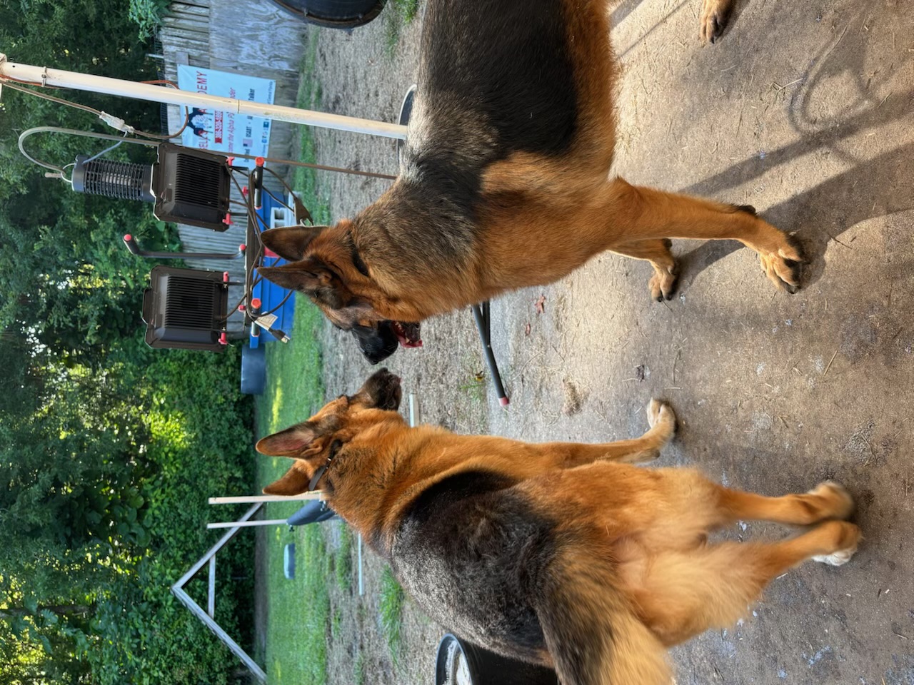 Russell's K9 Academy Image