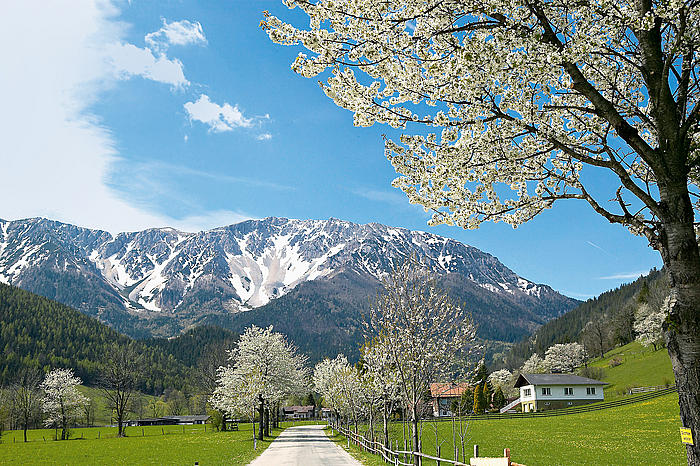 Bild 5 von Hotel Schneeberghof