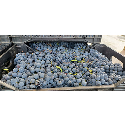 Images Da Mariangela Frutta e Verdura