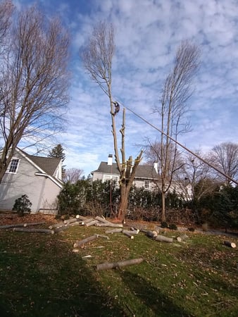 Images Wilson Tree & Landscaping Service
