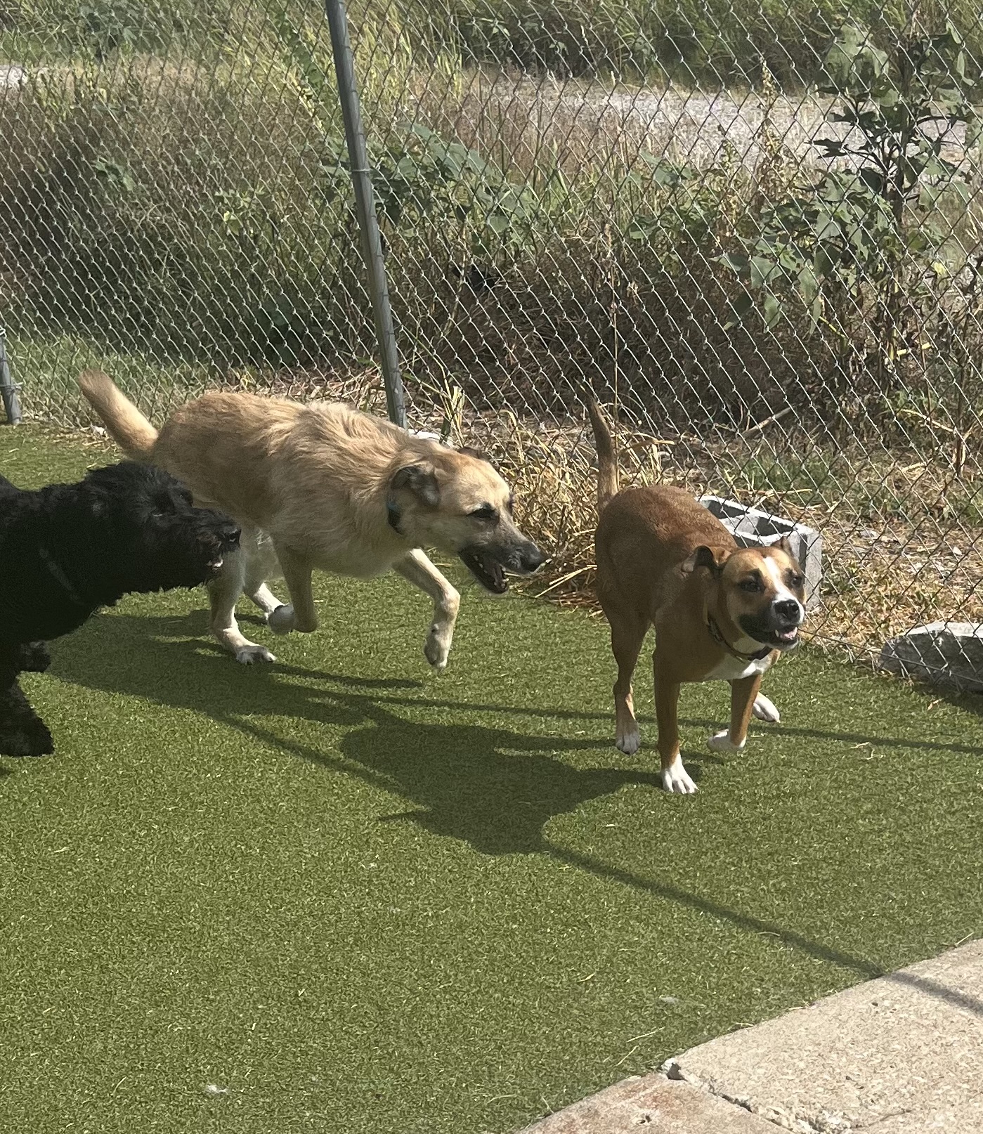 Dogs enjoying active outdoor play and socialization on the artificial turf. 