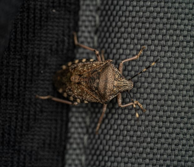 Images Aim Pest Solutions