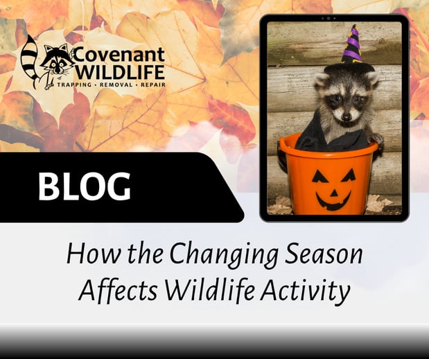 Images Covenant Wildlife