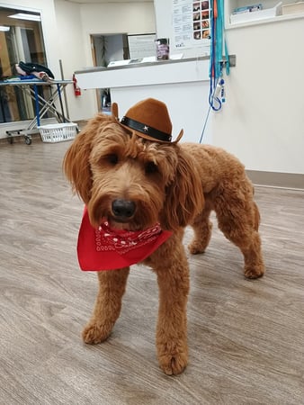 Images VCA AVH Animal Hospital